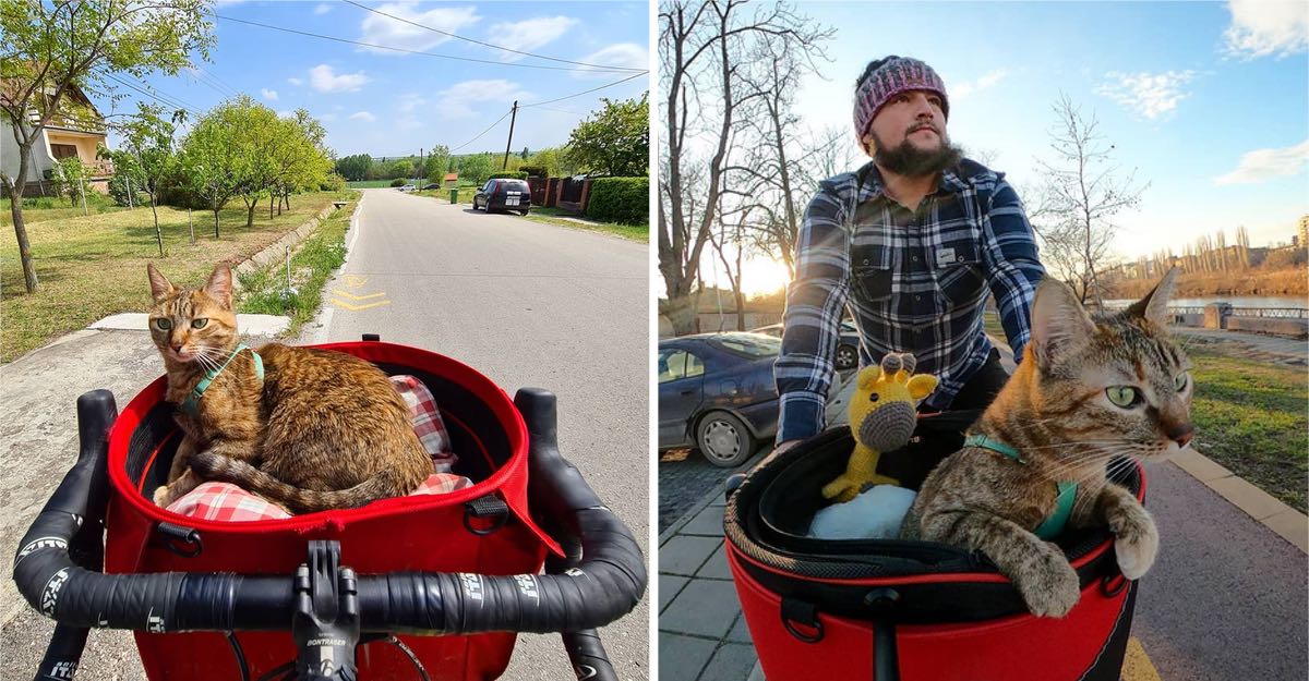 Cyclist Found A Stray Cat, Adopts It And Takes Her To Adventure