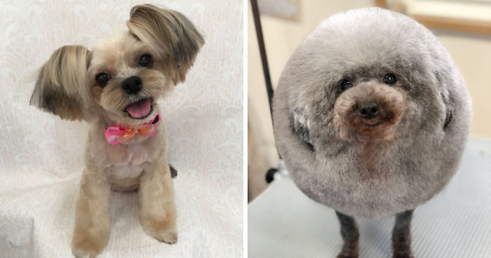 40 Dogs That Had The Best Makeovers Of Their Lives Done By Japanese Dog Groomer - grandgoldman.com