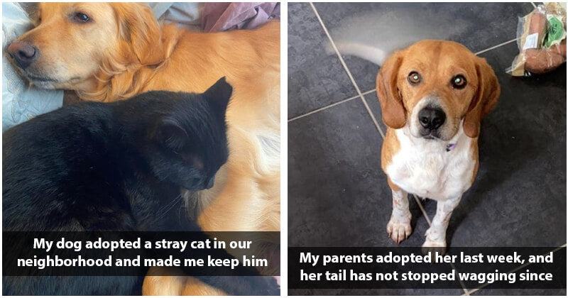 20 Heartwarming Adoption Stories That Show How Adoption Changes Pets Lives - grandgoldman.com