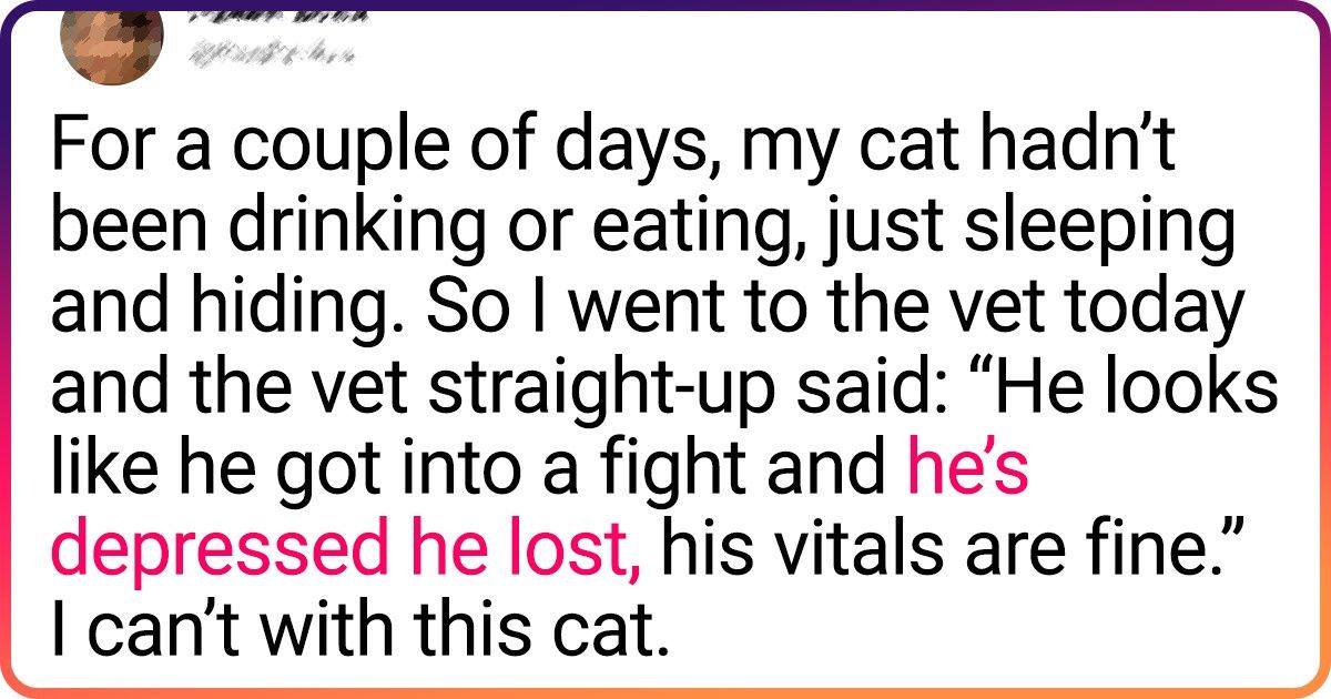 28 Cat Tweets That Depicts Joys And Struggles Of Owning A Cat