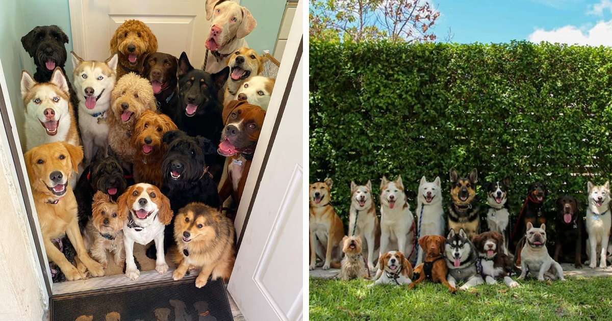 44 Well-Timed Group Dog Photos Taken By This Dog Daycare Center Will Make Your Day