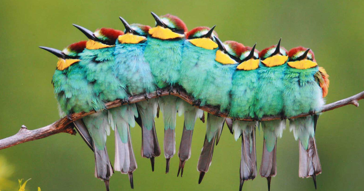 Wholesome Pictures Of Birds Cuddling That Are Too Cute To Handle - grandgoldman.com