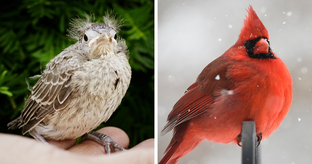 30 Birds And Their Glow Ups After Puberty Hit Them Hard - grandgoldman.com