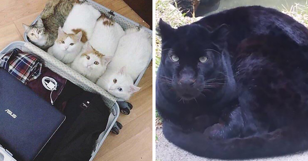 40 Cats Embracing Their Loaf Identity