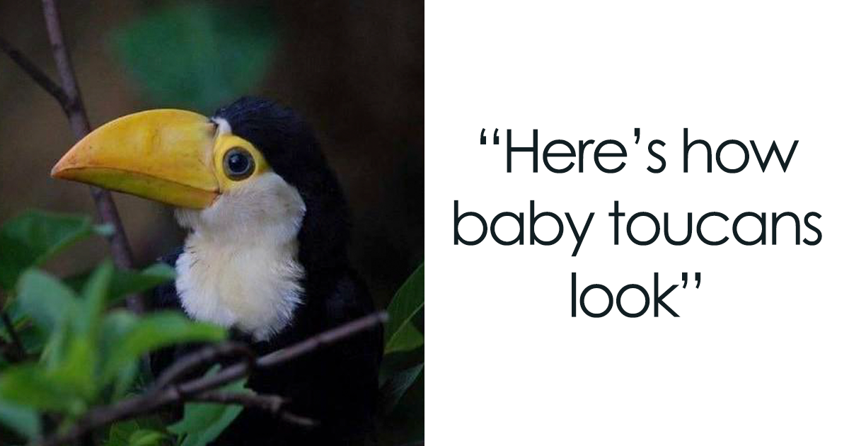 Tumblr Thread About Toucans That Prove They Are Weirder Than We Thought - grandgoldman.com