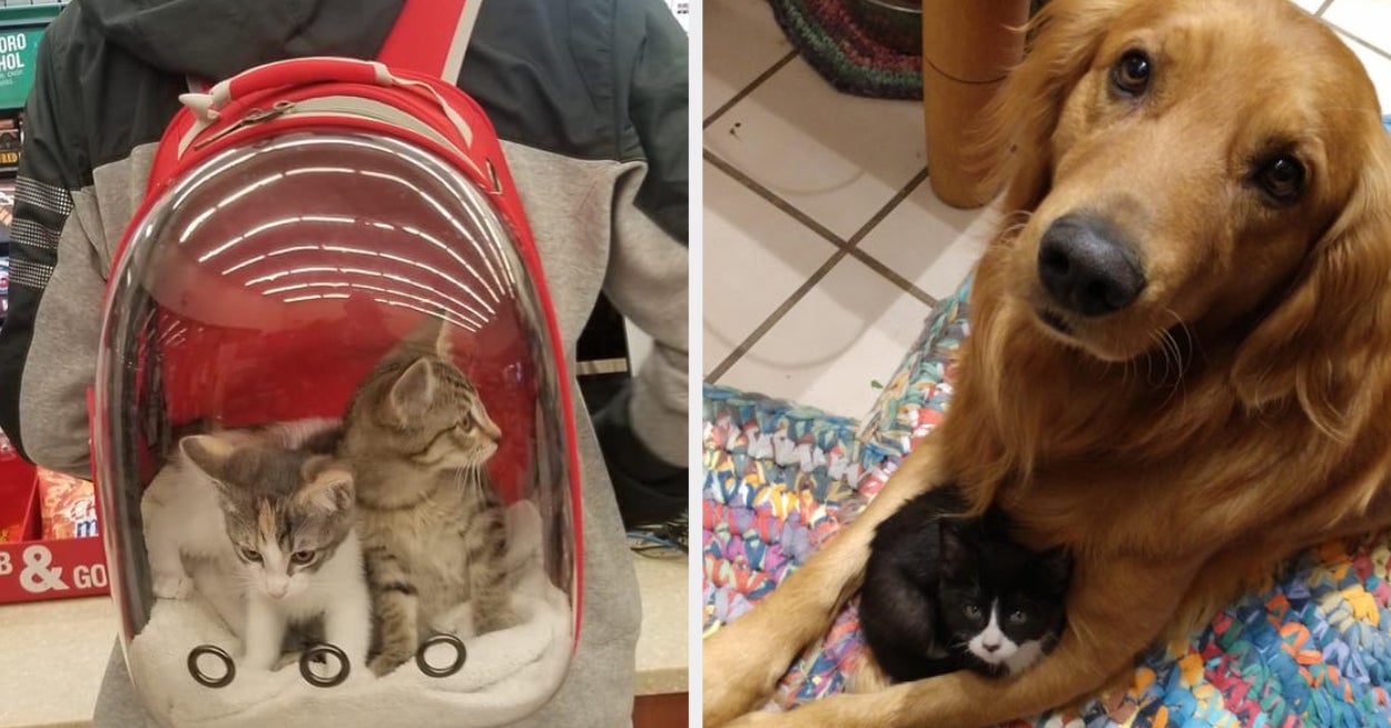 Cat Posts That Are Guaranteed To Make Your Day Brighter