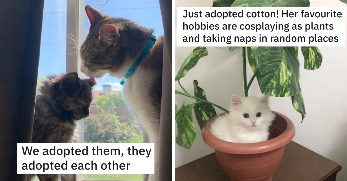 Newly Adopted Felines That Will Fill Your Heart With Warmth
