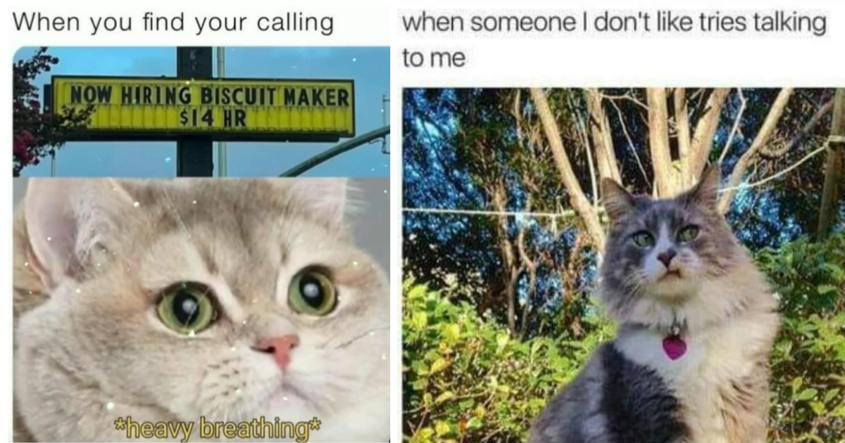 A Delicious Batch Of Fresh Cat Memes To Get You Through The Day