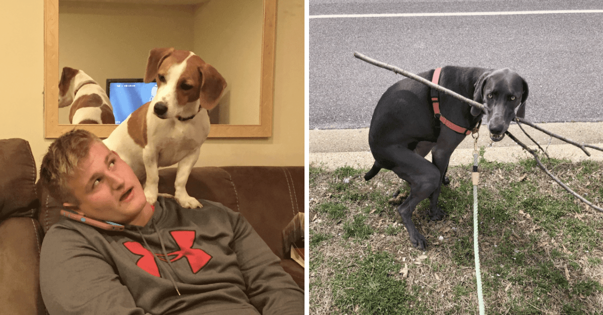 27 Hysterical Photos Accurately Explaining Life Of A First Time Dog Owner