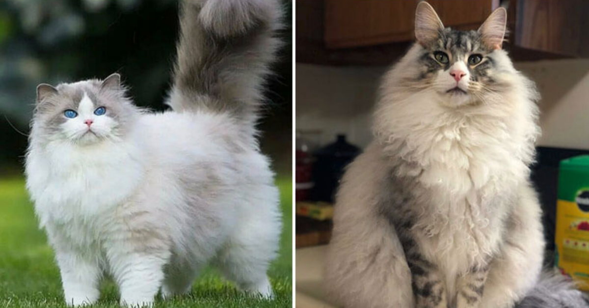 15 Pictures Of The Fluffiest Cats That Are Too Cute To Handle - grandgoldman.com