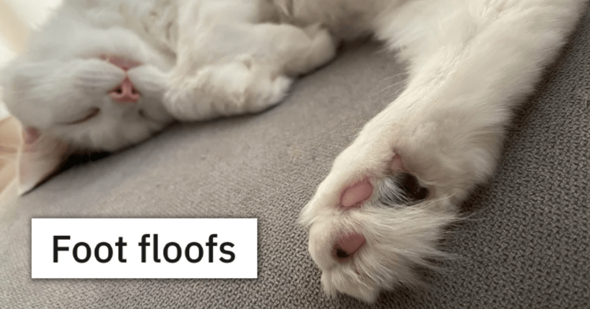 20 Photos Of Felines’ Fluffy Toe Beans And Floofy Feathers