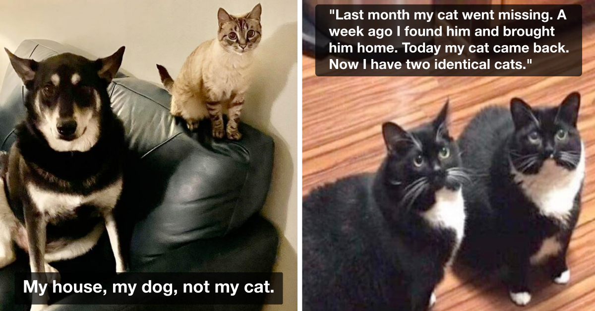 Hilarious Stories Of Cats That Entered Home And Never Left. - grandgoldman.com