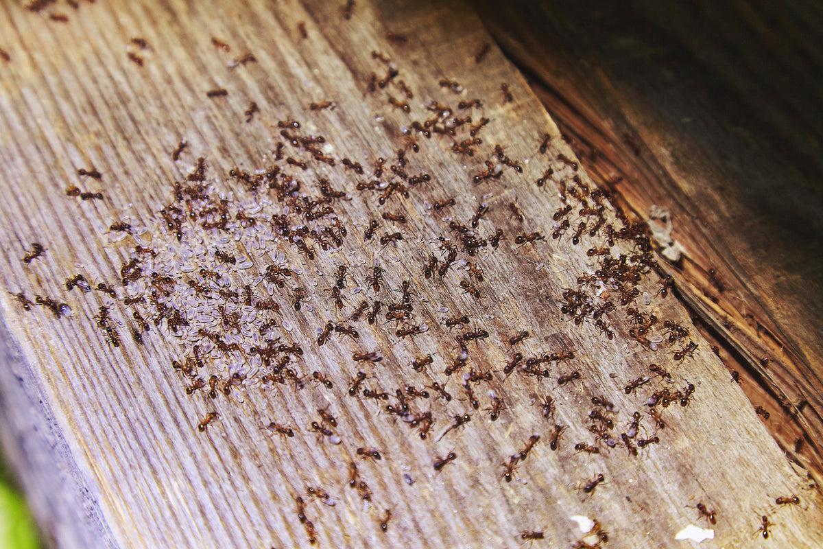 Ants in the House: Who Pays for Pest Control? Expert Guide