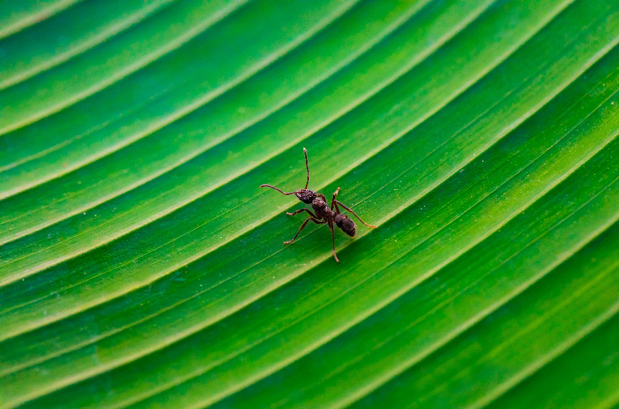 Ant Invasion? Stop Them Cold with Proven Pest Control Tips