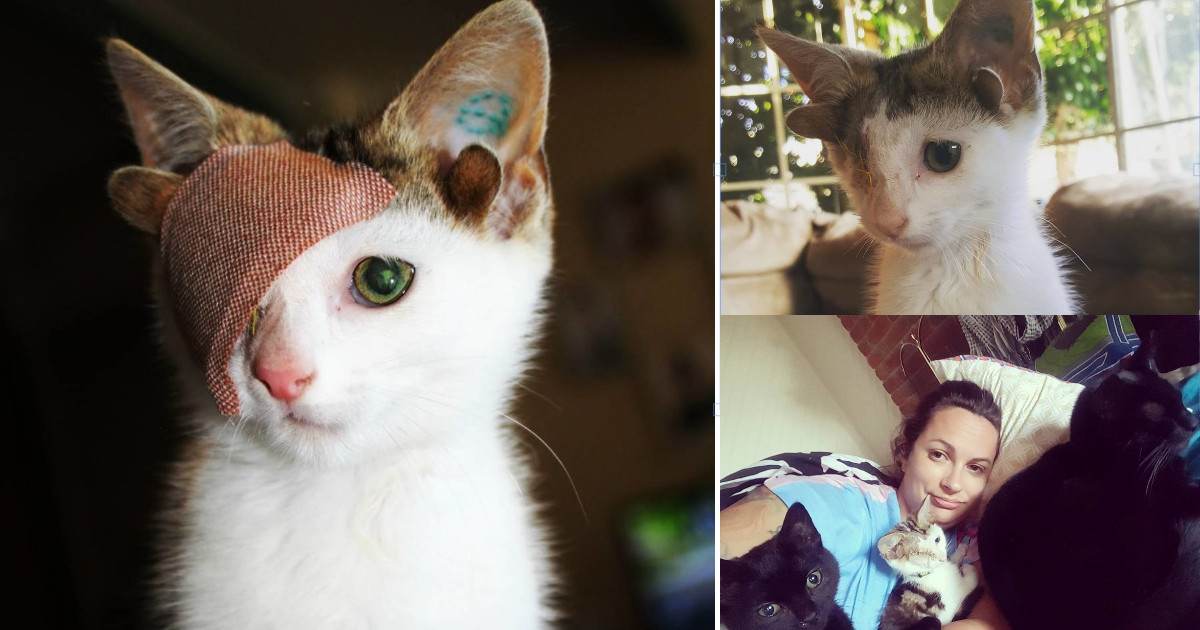 Kitten With One Eye And Four Ears Gets Adopted By Amazing Family