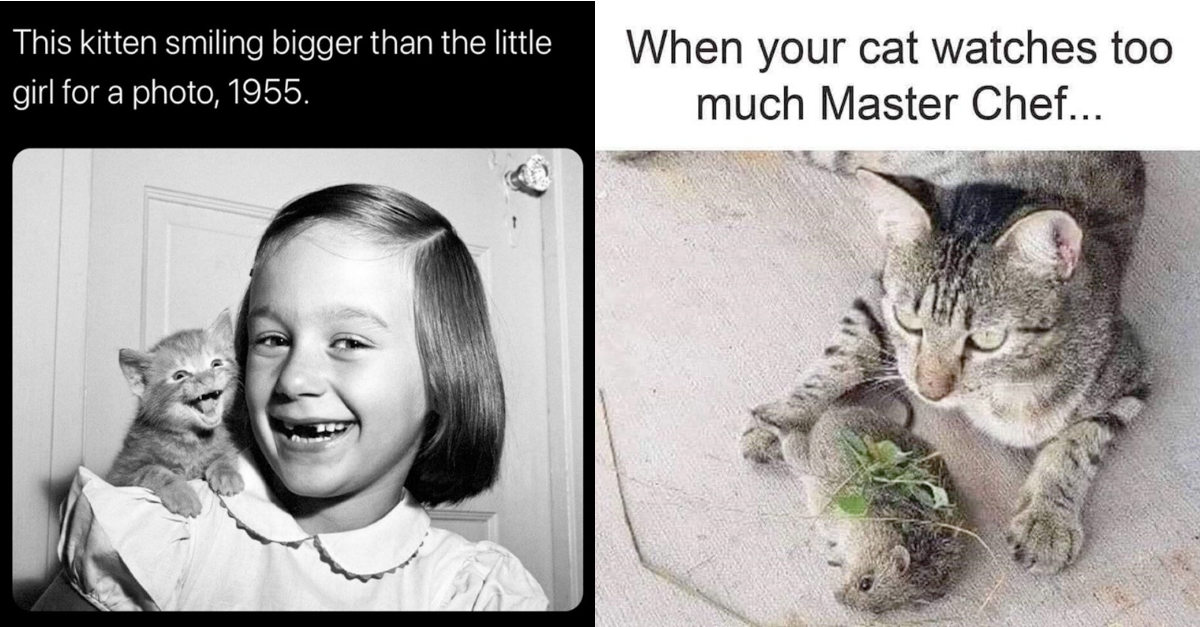 30 Fresh Cat Memes Because It’s Caturday