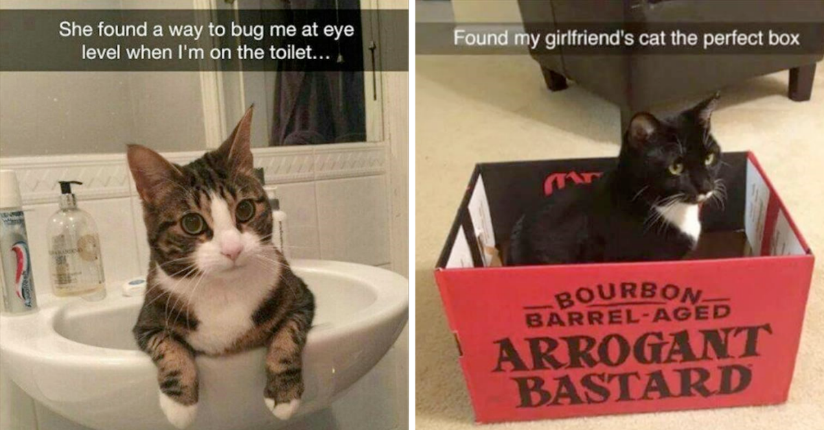 36 Funniest Cat Memes That Accurately Show What Your Cat Is Going Through - grandgoldman.com