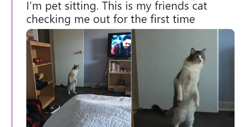 14 Tweets Of Cats Doing The Weirdest Things