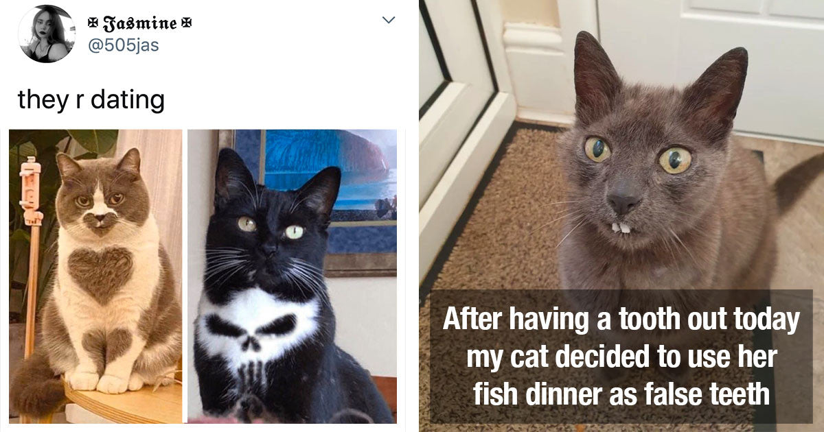 14 Cat Posts That’ll Fill You With Joy - grandgoldman.com