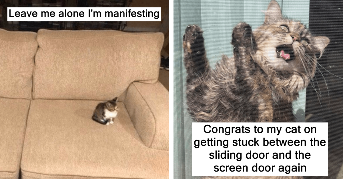 30 Adorable Cat Tweets That Made Our Lives Better