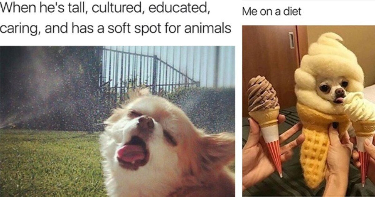 A Big Dump Of Hilarious Chihuahua Memes That Pack A Smol Punch