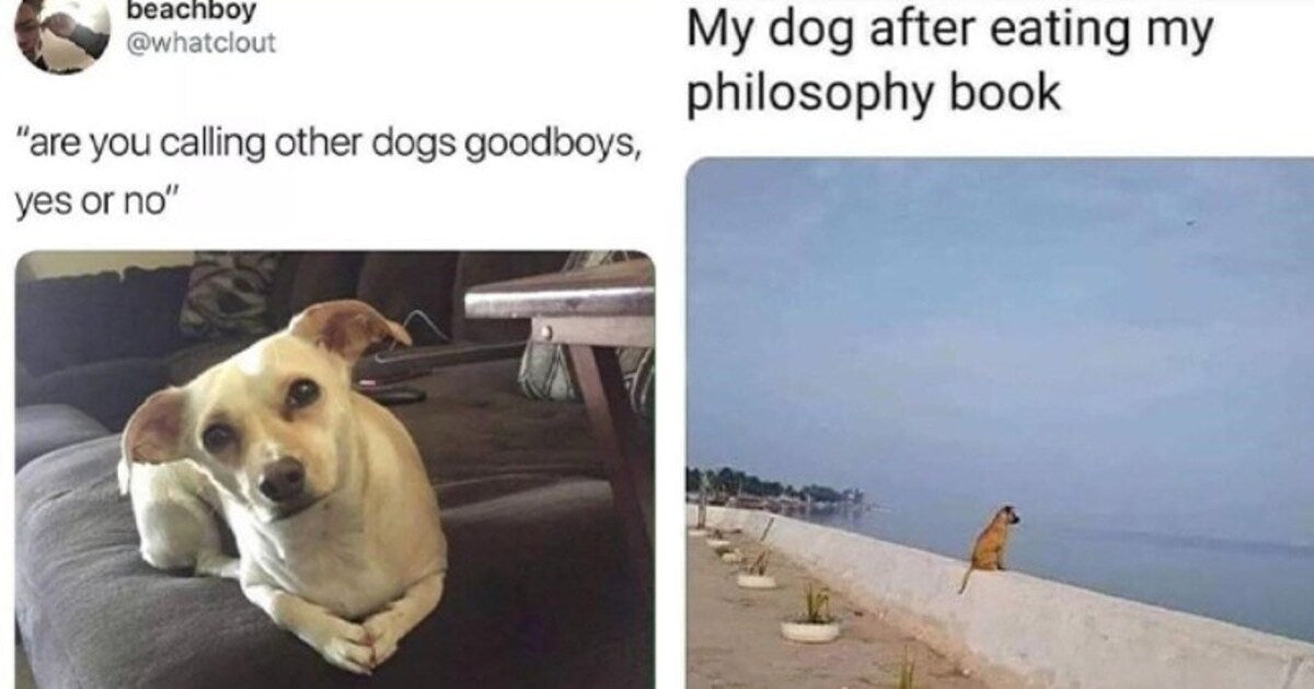 14 Dog Memes To Give Your Daily Dose Of Laughter And Doggo Cuteness