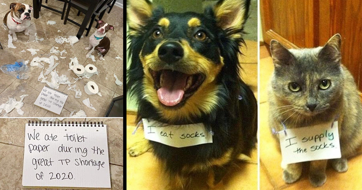 Mischievous Dogs Who Were Shamed For Their Crimes - grandgoldman.com