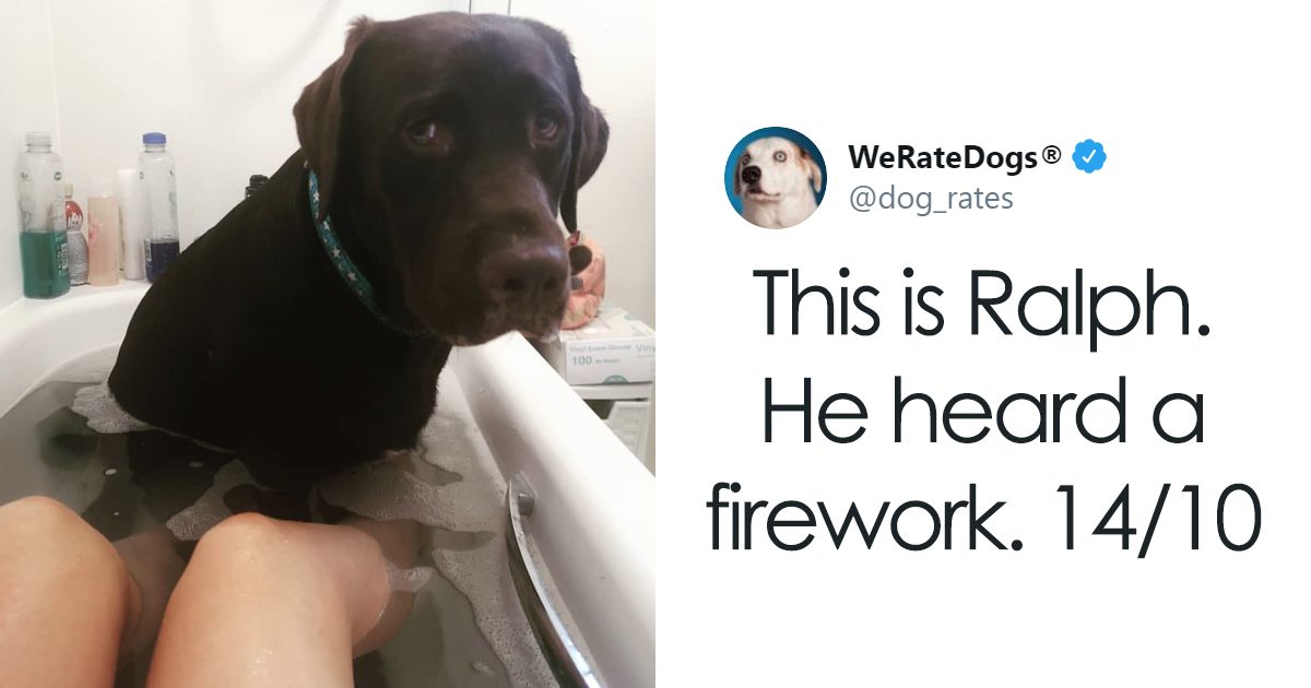 30 Times People Asked To Rate Their Dogs & Got The Most Wholesome Results