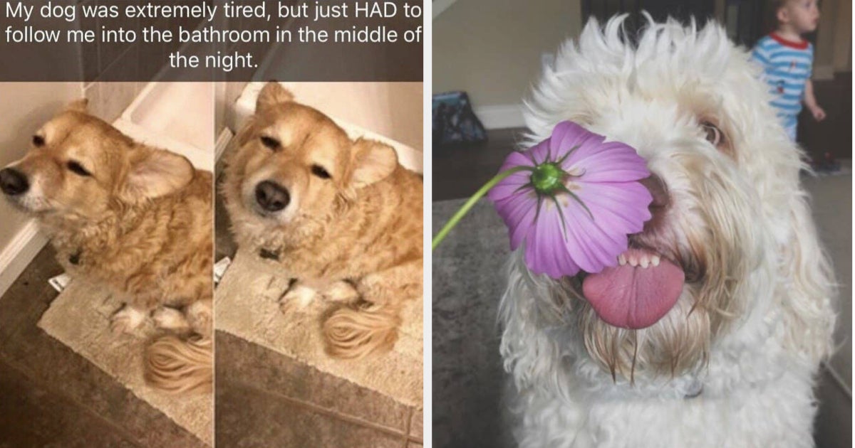 24 Dorkiest Pictures That Prove Dogs Are The Perfect Weirdos