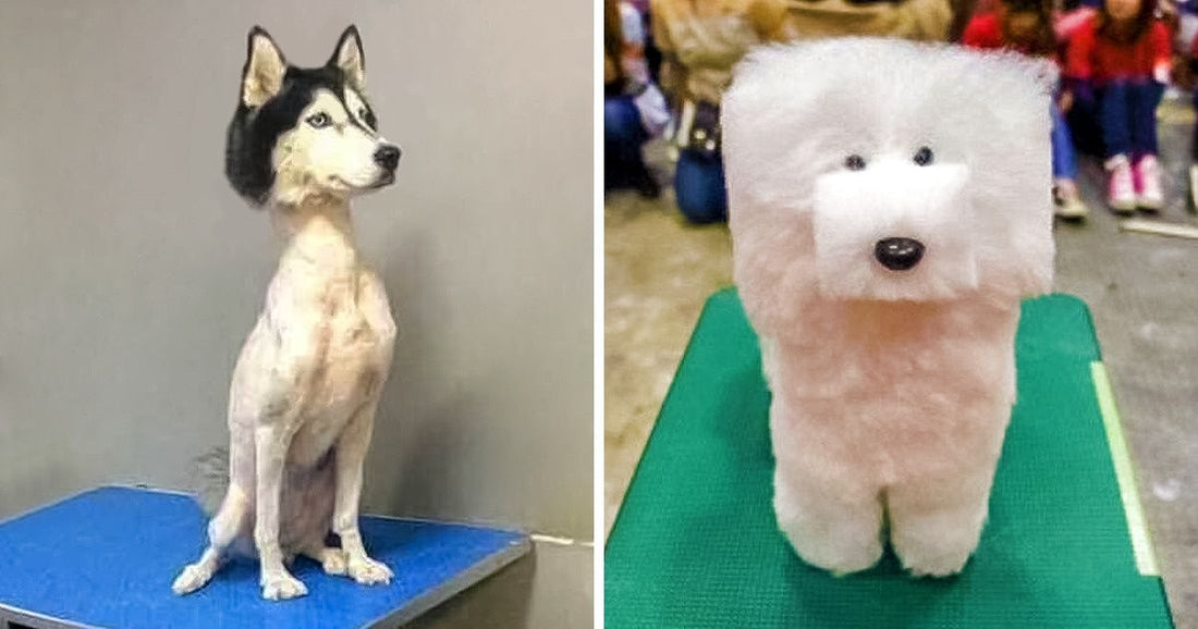 15 Times Pet Haircuts Went So Wrong, It’s Hilarious