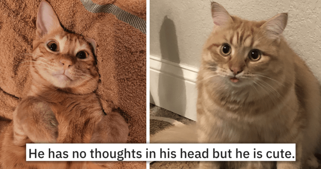 19 Hilarious Pics Of Orange Cats That Show They Are The Derpiest Cats