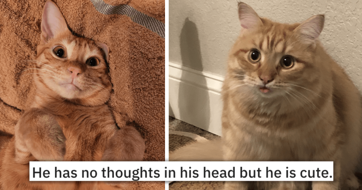 19 Hilarious Pics Of Orange Cats That Show They Are The Derpiest Cats
