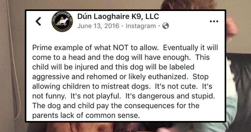 Tumblr Thread Perfectly Explains Why Kids Should Be Taught To Respect Pets - grandgoldman.com
