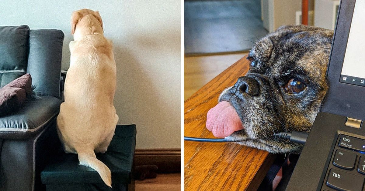 18 Tricks Furry Coworkers Use To Distract Their Humans From Working At Home - grandgoldman.com