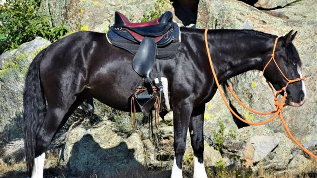 Best Treeless Saddle - Grand Goldman