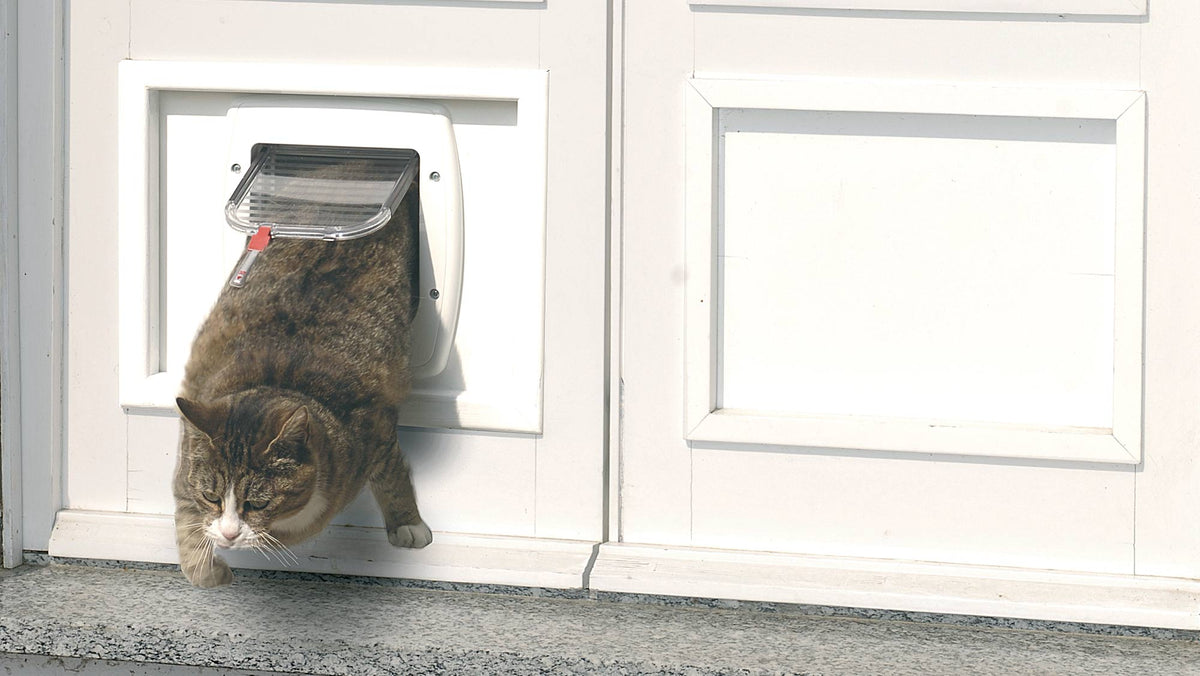 Cat Flap: Features and DIY Installation Guide