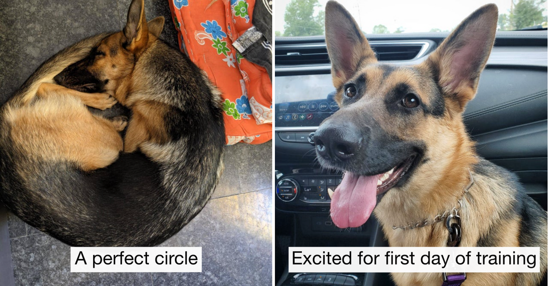 30 Pictures That Prove German Shepherds Are The Best Doggos Ever