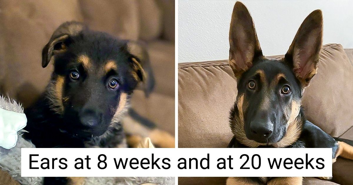 26 Adorable German Shepherds That Proved No Other Dog Breed Can Take Their Place - grandgoldman.com