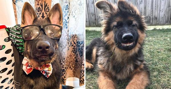 17 Photos That Prove German Shepherds Are A Little Different From Other Dogs - grandgoldman.com