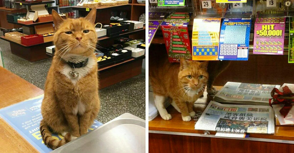 Ginger Kitty Has Been Working As A Shopkeeper For More Than 10 Years, Happy To Assist You Anytime
