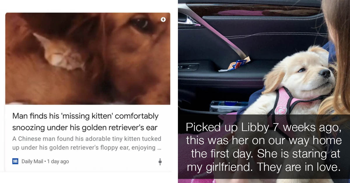 18 Cute Golden Retrievers Who Would Happily Hold A Torch For A Burglar