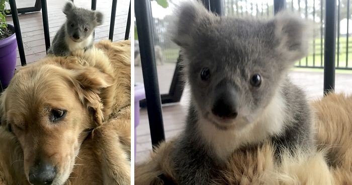 Golden Retriever Dog Saves And ‘Retrieve’ Home A Baby Koala Bear - grandgoldman.com