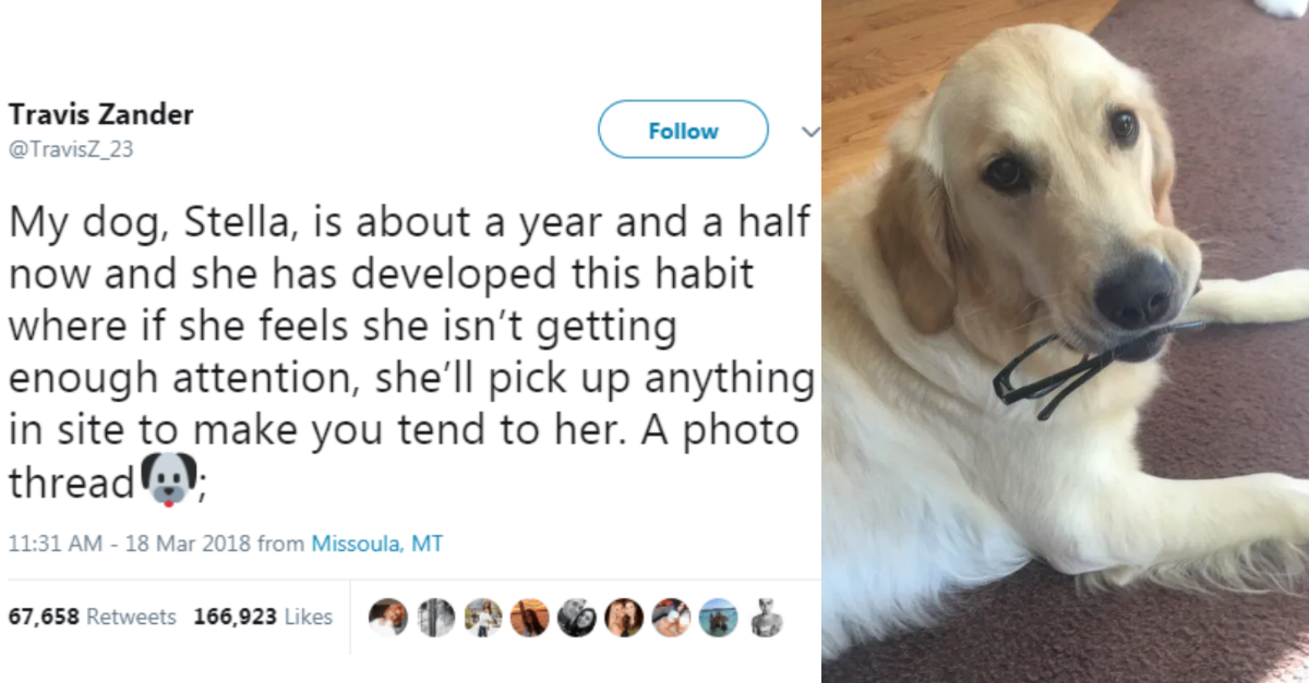 Twitter Thread About A Golden Retriever Who Loves To Fetch Is Adorable