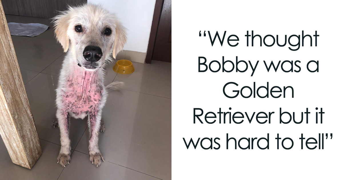 Rescuers Find A Dog In Neglected Condition, Turns Out It’s A Beautiful Golden Retriever