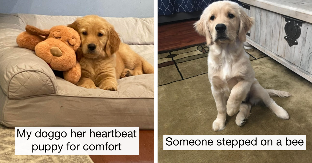 25 Pics Golden Retrievers That Prove That They Are Angels Without Wings