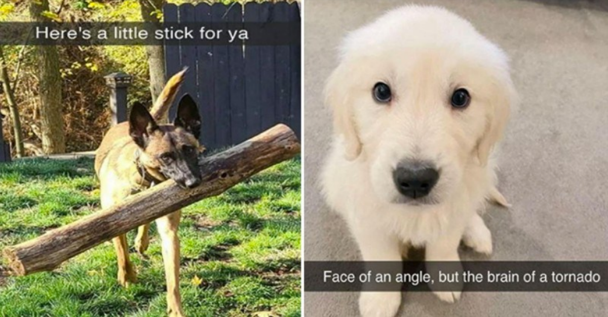 20 Extremely Cute Good Boy Doggo Snapchat To Brighten Your Day - grandgoldman.com