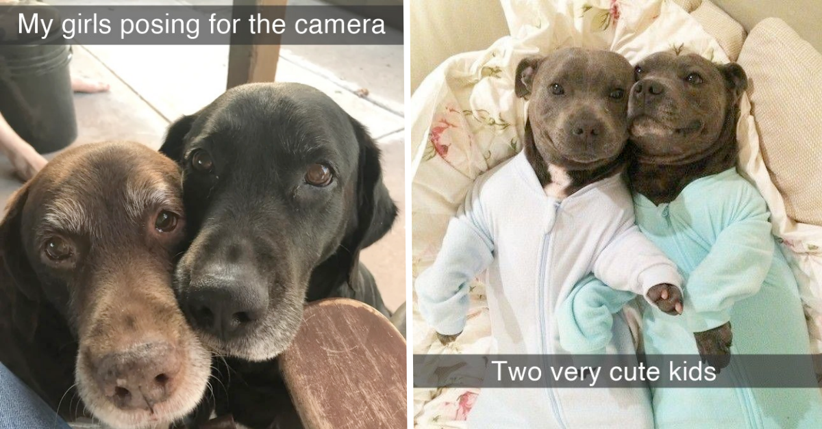 Dump Of Dogs Being Good Boys & Girls From Snapchats