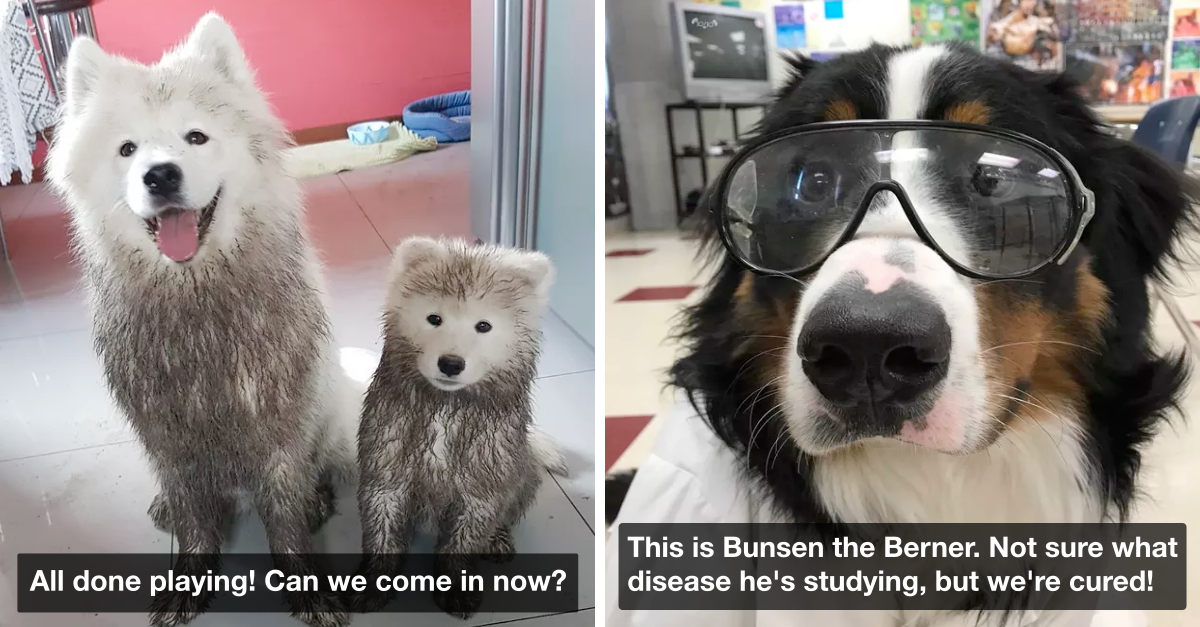 21 Wholesome Examples Of Doggos Being Best Goodest Boys - grandgoldman.com