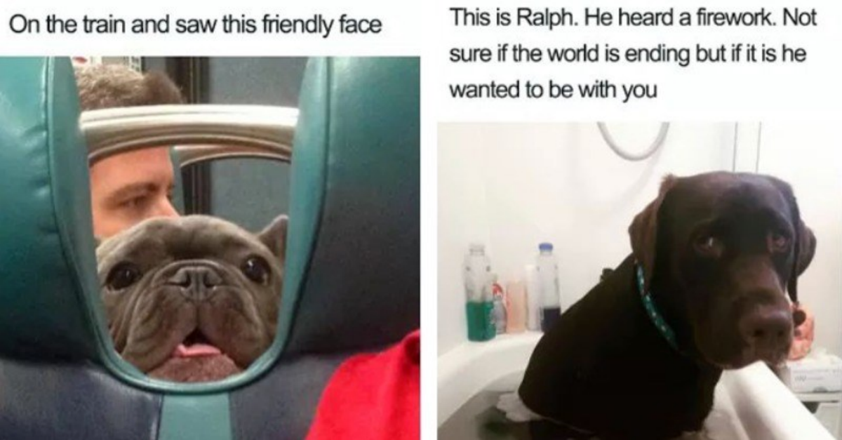 25 Wholesome Dog Memes Full Of Goodness And Joy To Make Your Day - grandgoldman.com