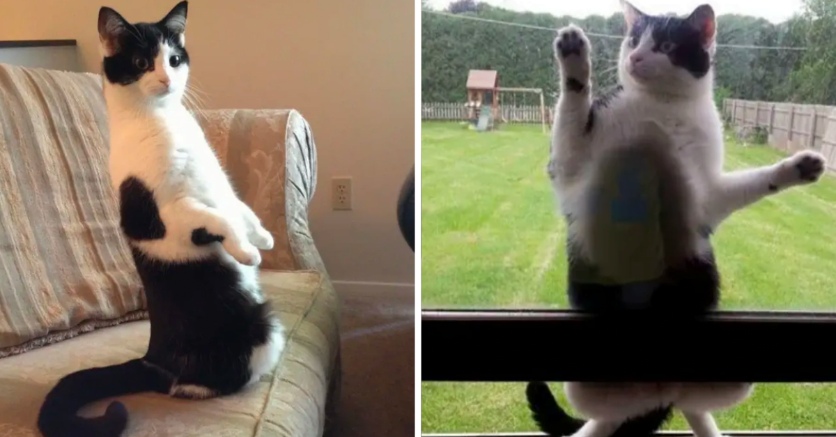 10+ Goofy Cat Photos That Will Make Your Day